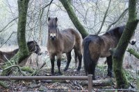 Virtually every morning these horses are hanging around the gate from dawn onwards. Nov. 2010