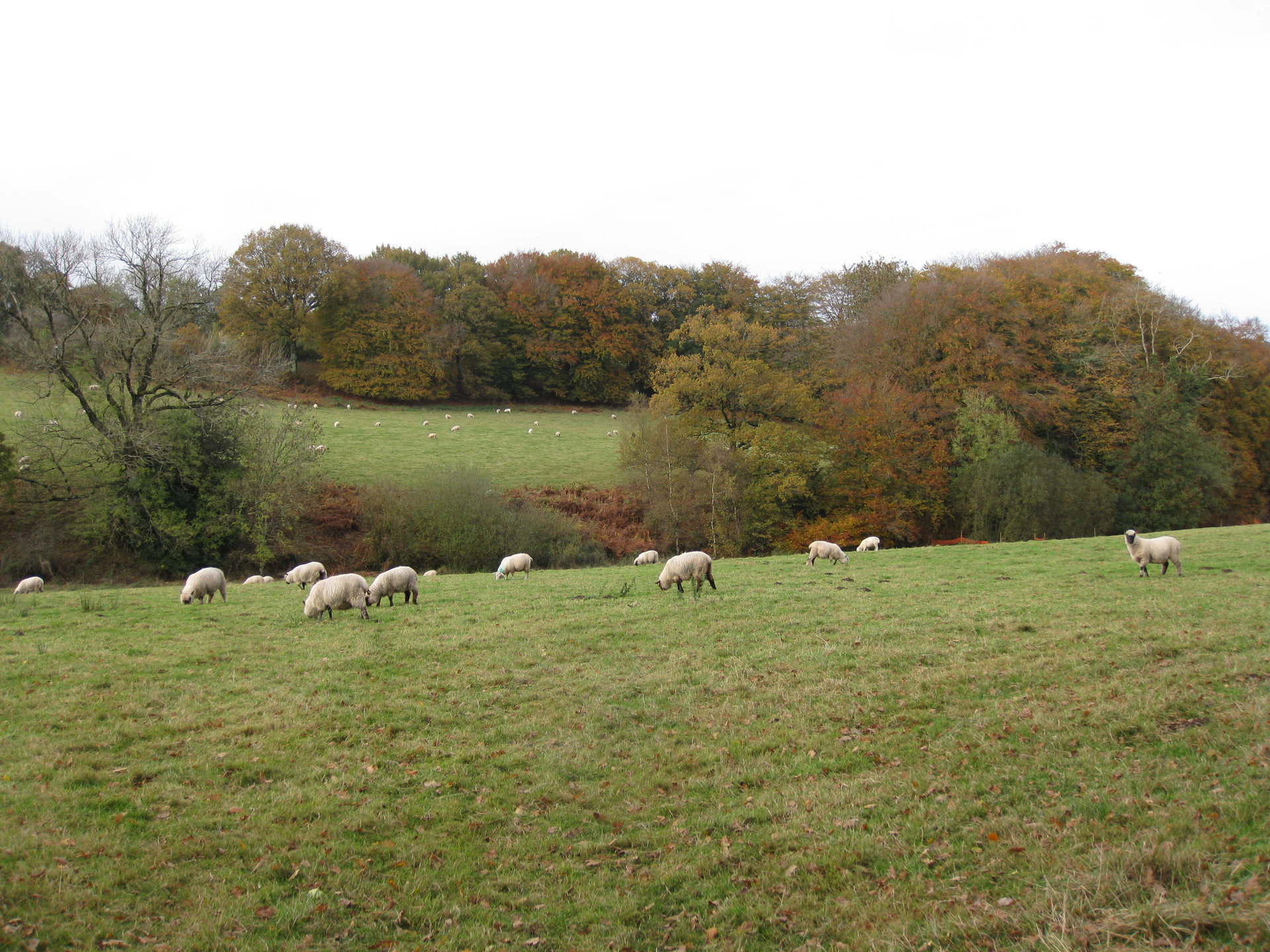 Sheep at Lickham